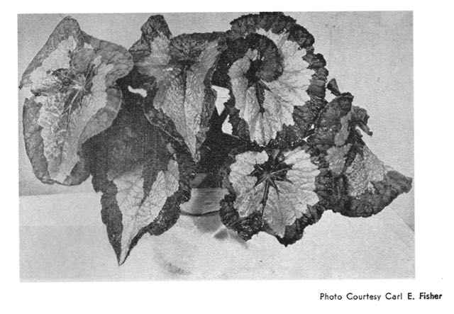 B. ‘Georgia Lou Fisher’